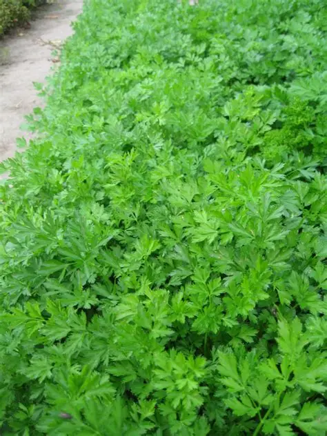 Pesto